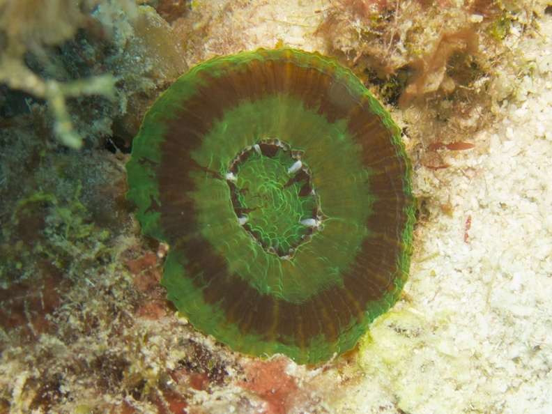 IMG_3776 Solitary Disk Coral.jpg